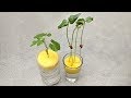 Grow plants in water | Grow plants without soil