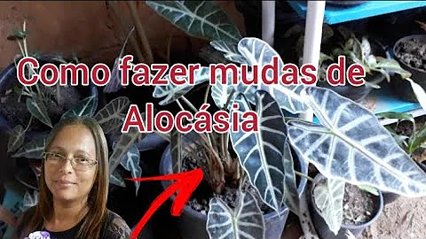 Como fazer muda alocasia amazônica?