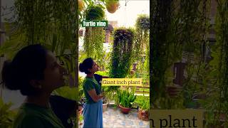Turtle vine. #shortvideo #youtubeshorts #shortsvideo #plantlovers #shortsyoutube #gardening
