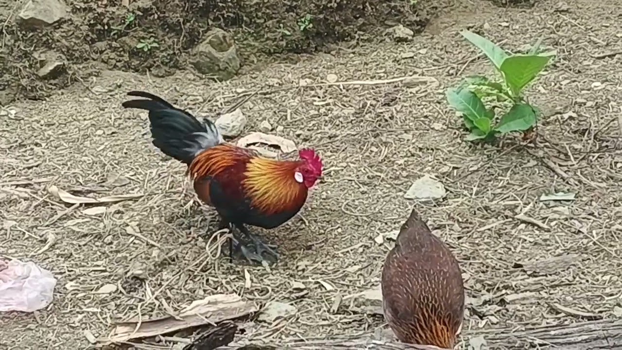 los qeb saib qiab zoo nkaujj nawb /20/1/2025