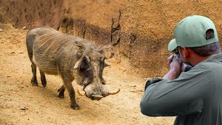 Wild boar hunting and African boar hunting with guns and arrows