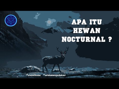 Video: Hewan Apa Yang Nokturnal?