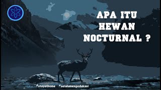 APA ITU HEWAN NOCTURNAL ?