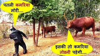 इन जानवरों से पंगे लेने के बारेमे सोचना भी मत| Latest Funny Animal Comedy Caught On Camera Part -110