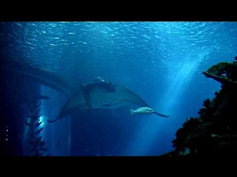 აჭარა ასრულებული ოცნება