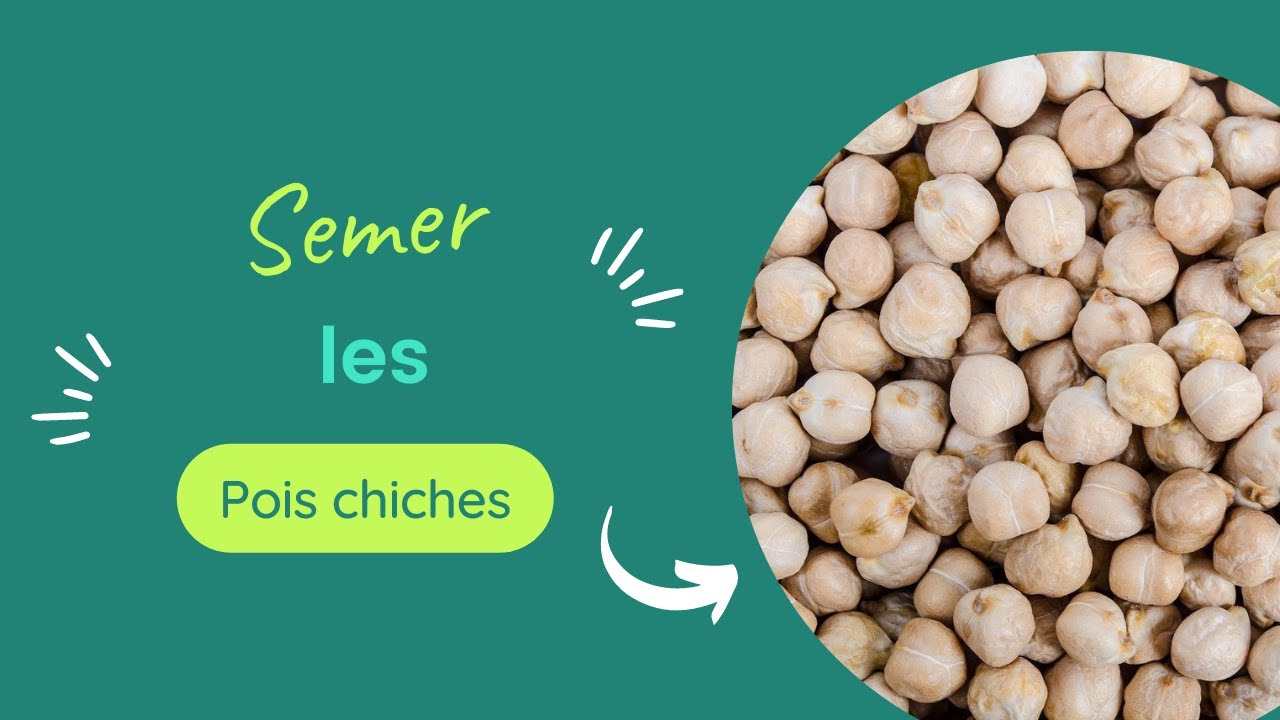 Pois chiche : semis, conseils de culture et récolte