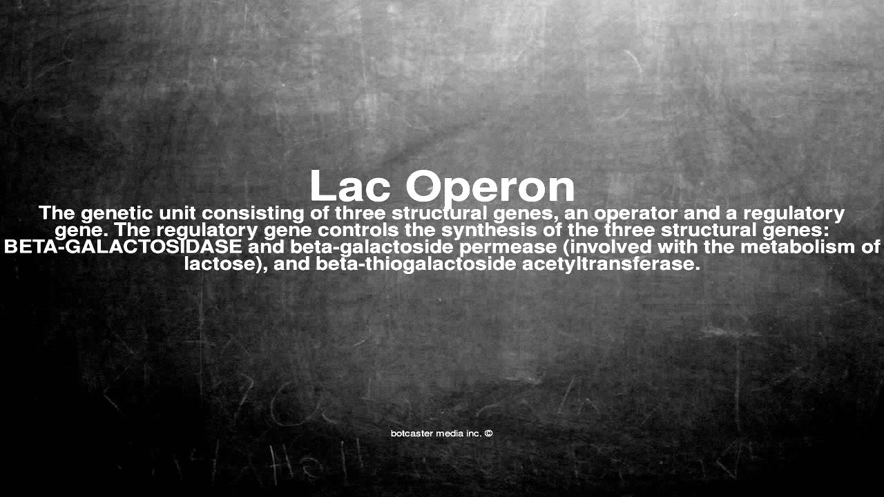 Medical vocabulary What does Lac Operon mean YouTube