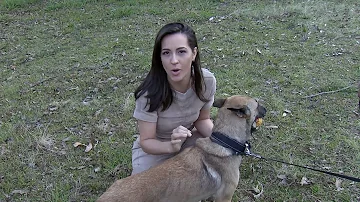 Como é o treinamento dos cães farejadores de drogas?