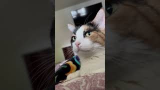 Calico kitty forces me to sleep in with her cuddles and purrs. by My Pampered Kitties 545 views 4 days ago 1 minute, 7 seconds
