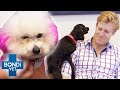 Bondi vets funniest cases   compilation  bondi vet