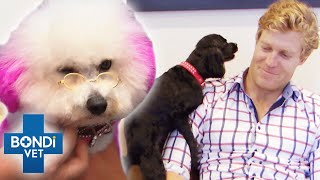 Bondi Vet's Funniest Cases 🤣 | Compilation | Bondi Vet