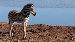 Young Zebra & Family | Wonderful Wildlife