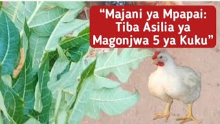 Magonjwa 5 Makuu Yanayotibiwa na Majani ya Mpapai kwa Kuku 🐓🌿