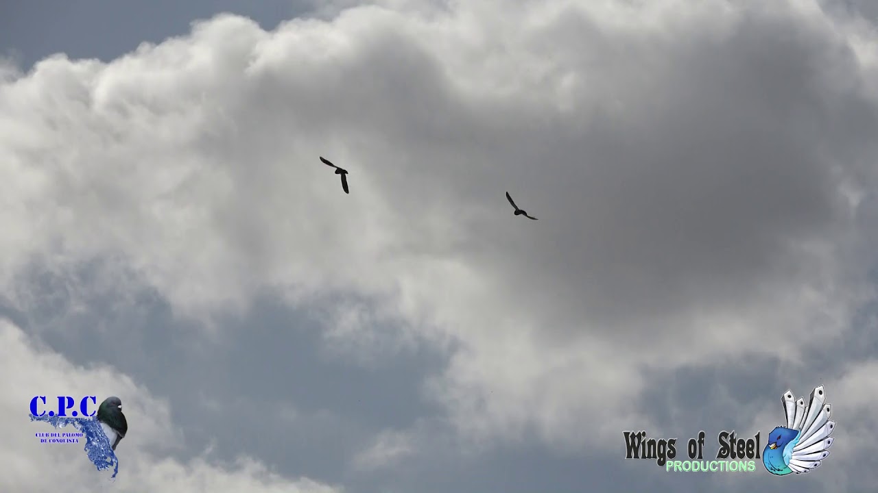 cpc 2019 2020 2nda vuelta del palomo de yalian