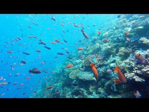 Psychedelic diving at Batu Bolong