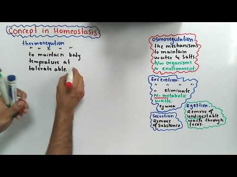Introduction Of Homeostasis|