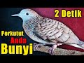 Perkutut Lokal Suara Kecil Tapi Juara Untuk Masteran Mp3 - Mp4 Download