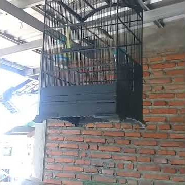 kenari starblue#Suara Lovebird cocok buat masteran suara beda