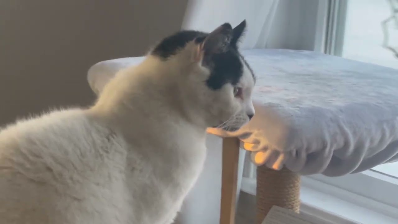  Abby with her friends birds and squirrels #cat #vlog 