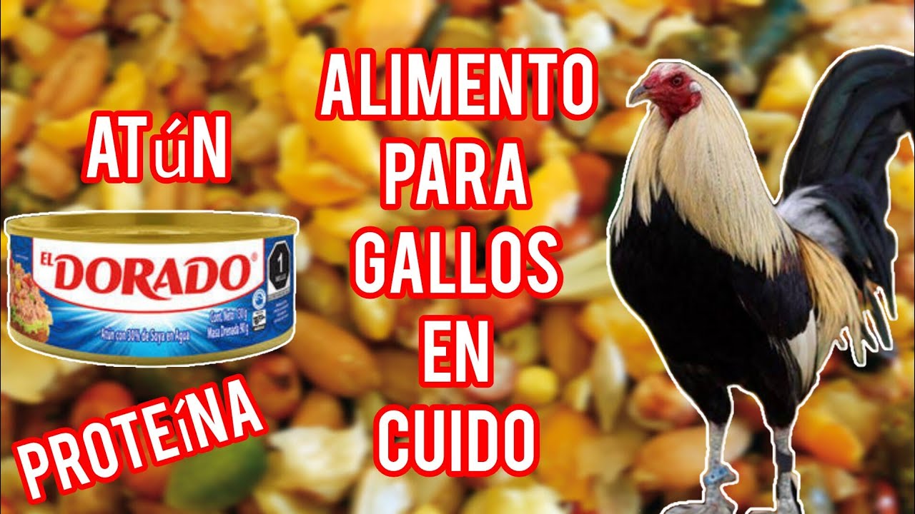 alimento para gallos en cuido, proteína atún