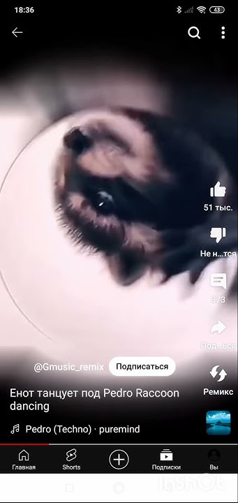 #енот - YouTube
