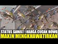 MAKIN GAWAT ! KOK JADI CUMA SEGINI HARGA BURUNG CUCAK ROWO DIKIOS PASAR PRAMUKA