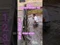 top 5 moment randem +62 #lucungakak #funny #top5 #lucu