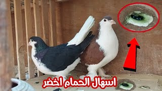 اسهال الحمام الاخضر واسبابه وعلاجه