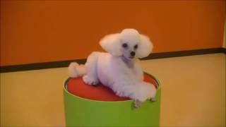 Dogs School Training - Dog School Music Motion #9 by Susan Smith 4,594 views 7 years ago 10 minutes, 30 seconds