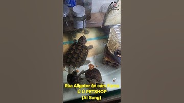 Rùa Aligator ăn cám Kama tại Ú Ù PETSHOP (AI Song)