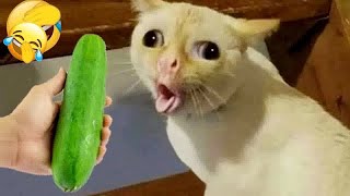 😹🐱 Funniest Cats and Dogs 😘🐈 New Funny Animals 2024 #18