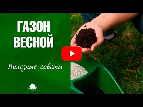 Что делать с газоном весной? 🌱 Аэрация ✅ Подкормка ✅ Вычесывание