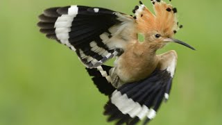 Hoopoe Bird