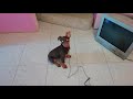 Jugando con Cachorro doberman