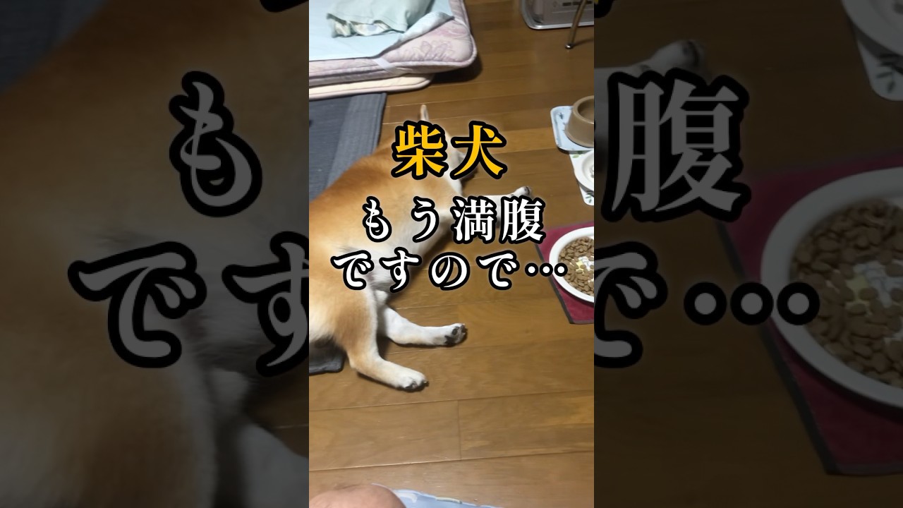 食べてる途中だけど一旦休憩を挟む柴犬#いぬのきもち#柴犬の癒し#柴犬の日常#柴犬動画#doglife