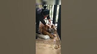 Kerja mandikan harimau / gosok gigi rimau