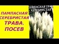 Помпасная трава - посев ...