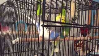 Волнистые Попугайчики Спариваются BUDGIES mating# Спаривание Волнистых 18+ :) Волнистые Попугайчики Спариваются BUDGIES mating# Спаривание Волнистых 18+ :)