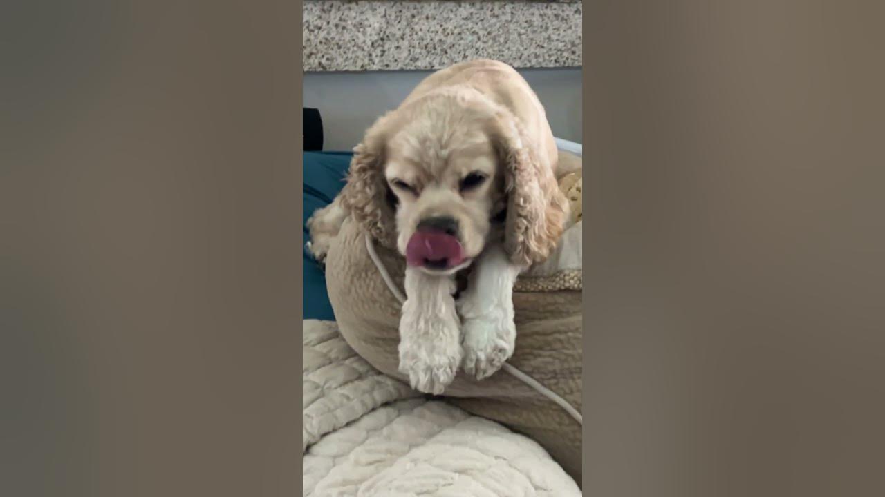 Cute Dog can’t open his Eyes in the Morning 😂 YouTube