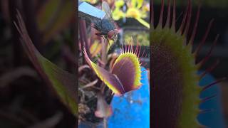 Feeding Purple Venus Flytraps #plants #insects #nature #bugs #shorts #garden #summer #flytrap
