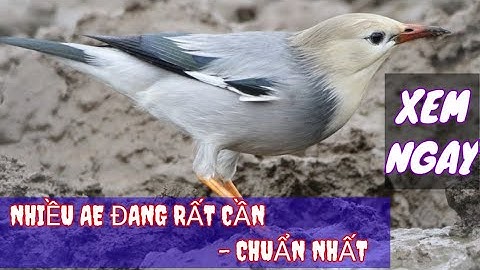 Tiếng Sáo Đá Di Cư - Sáo Đầu Trắng Tiếng Chuẩn Kinh Tế 2021