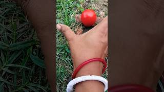 Boing Catch Frogs Funny Froggy Catch Funnywep Wep Funny Froggy...pp6