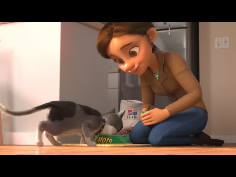 Vidéo: Nourriture Pour Chat Hills - Avis Feefo