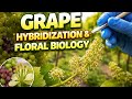Grape hybridization @ floral biology