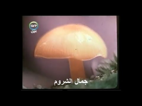 فديوهات كورس المشروم