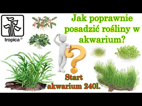 Wideo: Jak Sadzić Rośliny W Akwarium