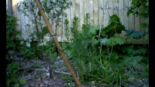 Climbing Mashua Timelapse