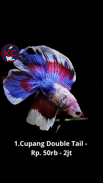 4 Jenis Ikan Cupang Termahal di Dunia #faktaunik