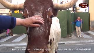 QUEL (LA RIOJA) VACAS EN LA CALLE  (DOMINGO 4 MAYO 2014) SANTOS ZAPATERIA by VillarTauro 9,202 views 4 years ago 19 minutes