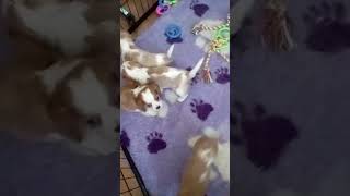 Brownian motion of puppies #shorts #puppy